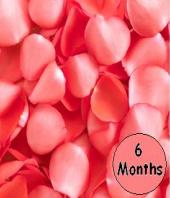 6 months of flowers Gifts toAshok Nagar, flower every month to Ashok Nagar same day delivery