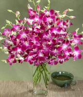 Exotic Orchids Gifts toHAL, sparsh flowers to HAL same day delivery