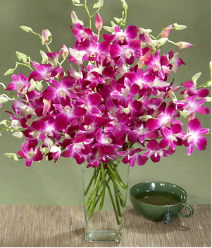 Exotic Orchids