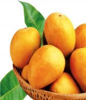Premium Alphonso Mangoes 24pcs