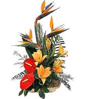 Tropical Arrangement Gifts toBrigade Road, sparsh flowers to Brigade Road same day delivery