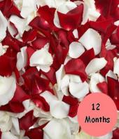 12 months of flowers Gifts toKolkata, flower every month to Kolkata same day delivery