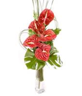 Oriental Flame Gifts toHAL, sparsh flowers to HAL same day delivery