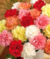 Carnation Carnival Gifts toAmbad, flowers to Ambad same day delivery