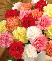 Carnation Carnival Gifts toAustin Town, flowers to Austin Town same day delivery