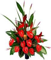 Beauty in Red Gifts toCottonpet, sparsh flowers to Cottonpet same day delivery