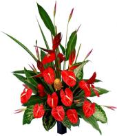 Beauty in Red Gifts toAmbad, flowers to Ambad same day delivery