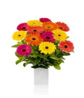 Cherry Day Gifts toCottonpet, sparsh flowers to Cottonpet same day delivery